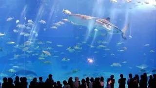 Dubai mall aquarium 2020
