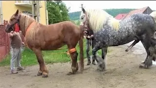 Yegua revolucionando a potros jóvenes futuros sementales.caballos y yeguas Andalusian horses 1