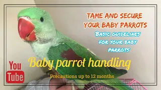 Baby parrot care & tips - handling ( Alexandrine/Raw/Indian Ringneck)
