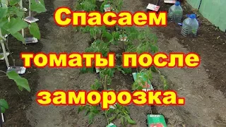 Спасаем помидоры после заморозков .