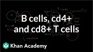 Review of B cells, CD4+ T cells and CD8+ T cells | NCLEX-RN | Khan Academy