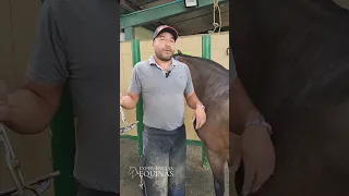 Paso a paso para aprender a quitar la herradura y herrar un caballo