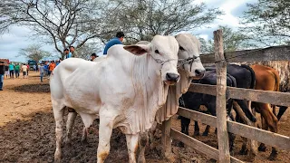 SÓ GADO DE LUXO HOJE!! FEIRA DE GADO DE CACHOEIRINHA PE, QUINTA FEIRA,  30.05.24 #nordeste