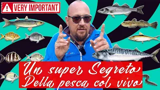 Pesca col vivo un segreto SULL'ESCA che vi cambierà il modo di pescare di Stefano Adami