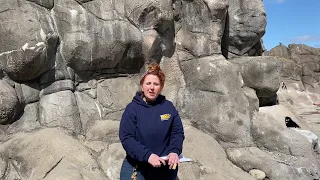 Humboldt Penguin Training at the Rosamond Gifford Zoo