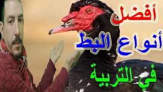 #مشروع_تربية_البط/أفضل انواع البط في التربية والتسمين وتحقيق ارباح