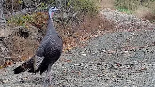 Wild Turkey Hen Calls Lost Turkey Hen, Trail Cam Video. No Turkey Left Behind, Watch until end.