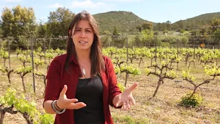 What is wine in Languedoc Roussillon, France like?