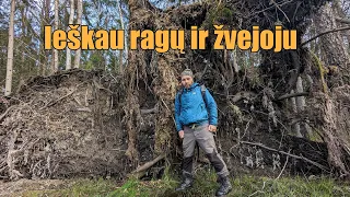 Ieškau ragų ir žvejoju