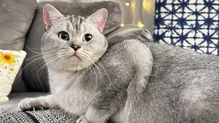 New Funny Videos 2023 Cutest Cats and Dogs Part 20🐈Cats Doing Cat Things@toto smile withgm👀💕