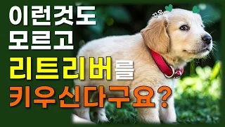 골든 리트리버를 키우기전 꼭꼭 봐야 할 영상