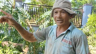 Toàn bộ quá trình Vua khỉ cưa nhiều cây Xà Cừ ở chùa. Sawing many nacre trees