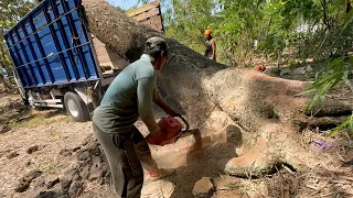 Amazing skills!! Dangerous leaning tree logging.