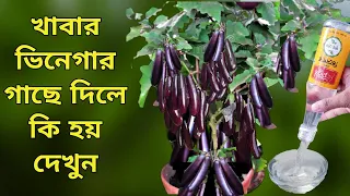 গাছে খাবার ভিনেগার দিলে কি হয় দেখুন - Unknown Uses of Vinegar - গাছে ভিনেগারের ব্যবহার