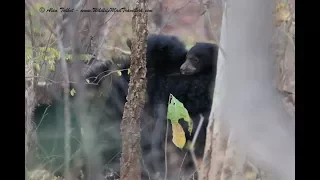 Sloth Bear and Cubs Satpura