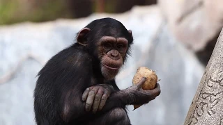 Calming Video: Chimpanzee Youngster Snacking on Jicama