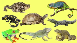 Learning Amphibians and Reptiles for Kids in English (Vocabulary and Sounds)