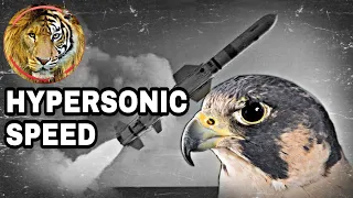 🦁THE PERFECT FLYING PREDATOR | PEREGRINE FALCON