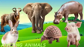 Cute Little Fram Animals: Rabbits, Hippo, Pig, Elephant, Goat - Animals Moments