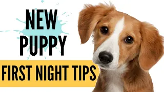 First Night with NEW PUPPY! How to Survive Your First Day Home - New Puppy Tips