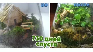 ВЕЧНЫЙ ТЕРРАРИУМ -  СПУСТЯ 2 ГОДА (730 дней ) / ОТКРЫВАЕМ, ЧИСТИМ / Eternal terrarium in 2 years