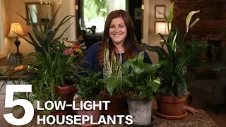 5 Low-Light Houseplants 🌿 // Garden Answer