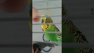 Cute  parakeet budgie SINGING #shorts #birds