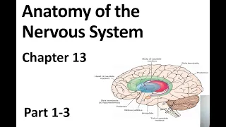 Anatomy of the Nervous System Part 1-3