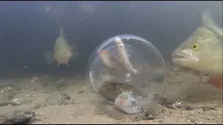 Perch React to Fish in a Bottle!