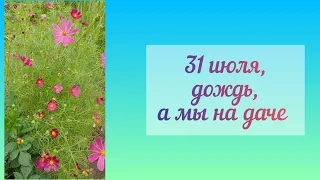 Закончился июль/ идёт дождь/что у нас на даче сегодня /обзор огорода