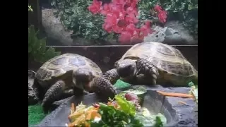 Tortoise doing it.wmv