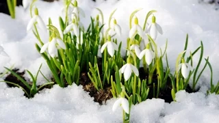 Песня весне/spring Song