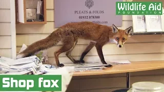 Lost fox in a shop!