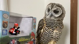 owl and mario kart