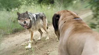 Волкодавы в Деле / 5 собак способных победить Волка в одиночку...