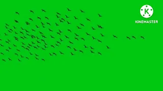 crow flying video green screen ☺☺☺☺☺☺☺☺☺