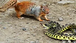 20 Times Snakes Messed With The Wrong Opponent