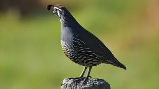 California Quail Sounds | Quail Sounds | California Quail Hunting