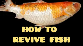 HOW TO REVIVE FISH /PAANO BUBUHAYIN ANG KOI NA MALAPIT NG MAMATAY/@How to revive fish