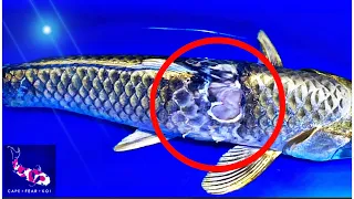 **GRAPHIC** | Koi is Sick | Giving Baytril Shots 💉 | Ulcer Treatment | Pt 2 | 4K |