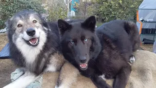 Two very happy wolfdogs