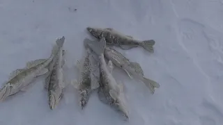Зимняя рыбалка берш на тюльку кама Fishing и мороз минус 25