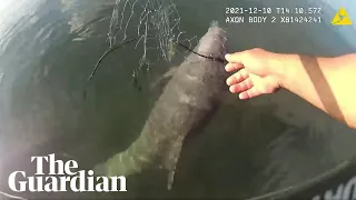 Miami police officer rescues dolphin tangled in fishing net: 'I got you buddy'