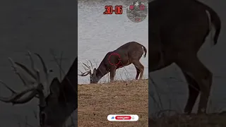 .30-06💥👊🏽PUNCHES | Deer Hunting #texas #viral #caceria #deerhunting #shooting #gunops #scopecam