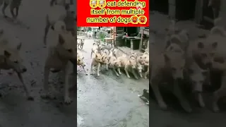 cat vs dogs || real fight of cat and dogs 🥵🥵🥵 #shorts