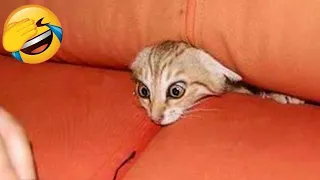 Funniest Animals 2023 😂 Best Funniest Cats and Dogs 😺🐶 Part 30 | Pets Family TV