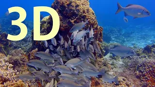 In 3D- Cozumel, The Amazing Undersea World