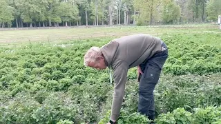 Kruiden op Regeneratieve Permacultuur Schevichoven