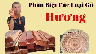 Phân Tích và cách Nhận Biết Các Dòng gỗ Hương - Tránh Mất Tiền Oan