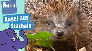 Warum hat der Igel Stacheln? | Der Elefant | WDR